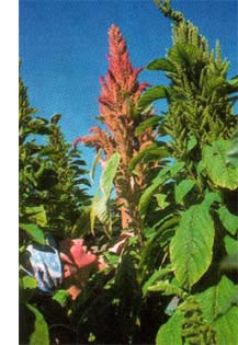 Grain amaranth bloomed.